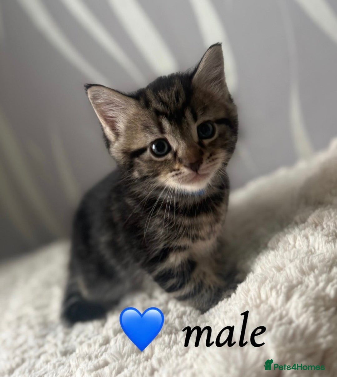 Mixed Breed cats for sale: 4 kittens for sale - Advert 3