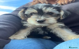 Jackapoo dogs for sale: Jackspoo - Image 2