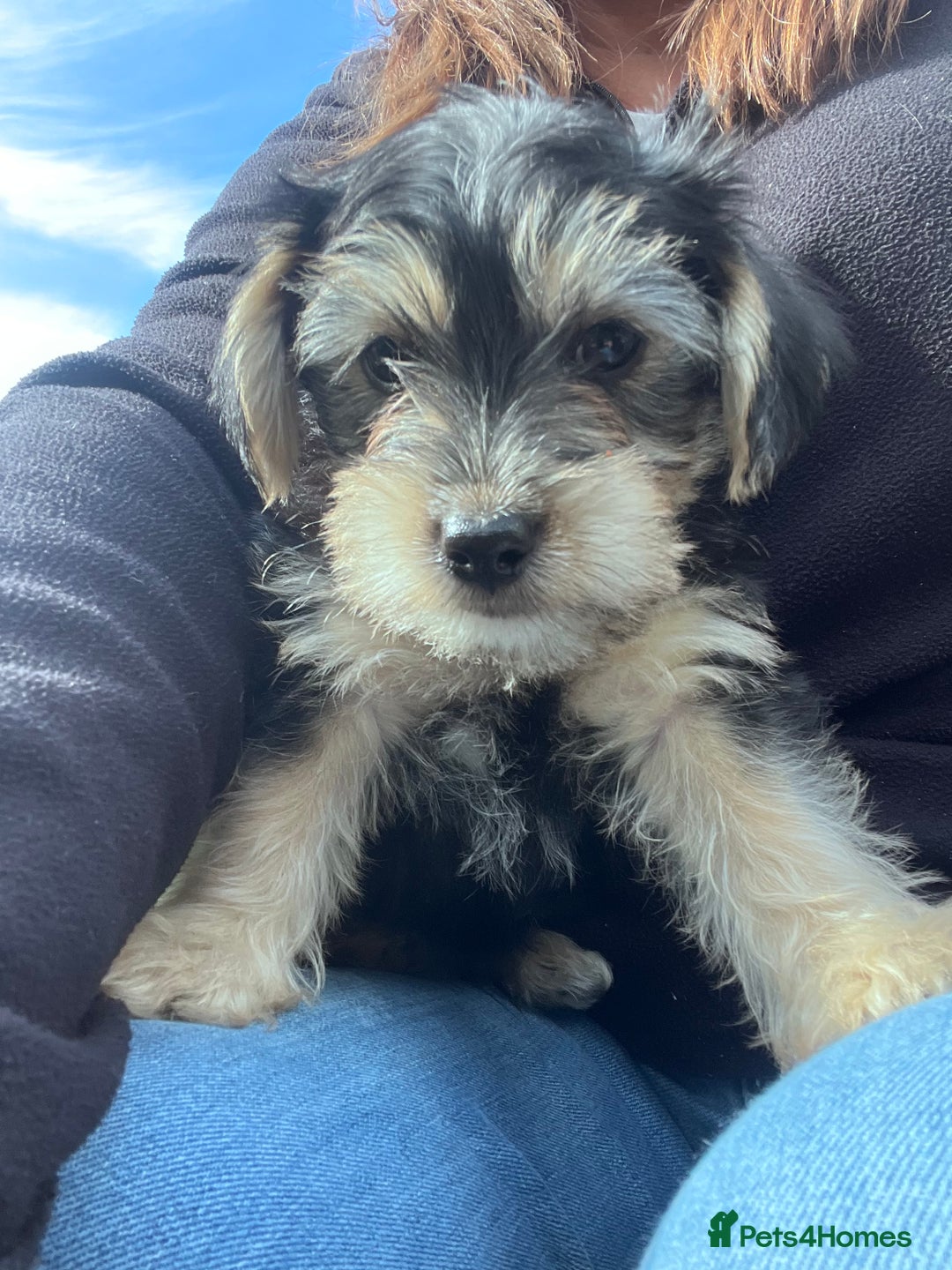 Jackapoo dogs for sale: Jackspoo - Image 2