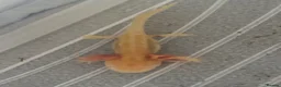 Cockroaches invertebrates for sale: Axolotl in Liverpool - Advert 2