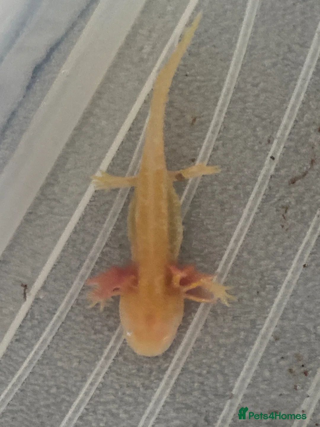 Cockroaches invertebrates for sale: Axolotl in Liverpool - Advert 2