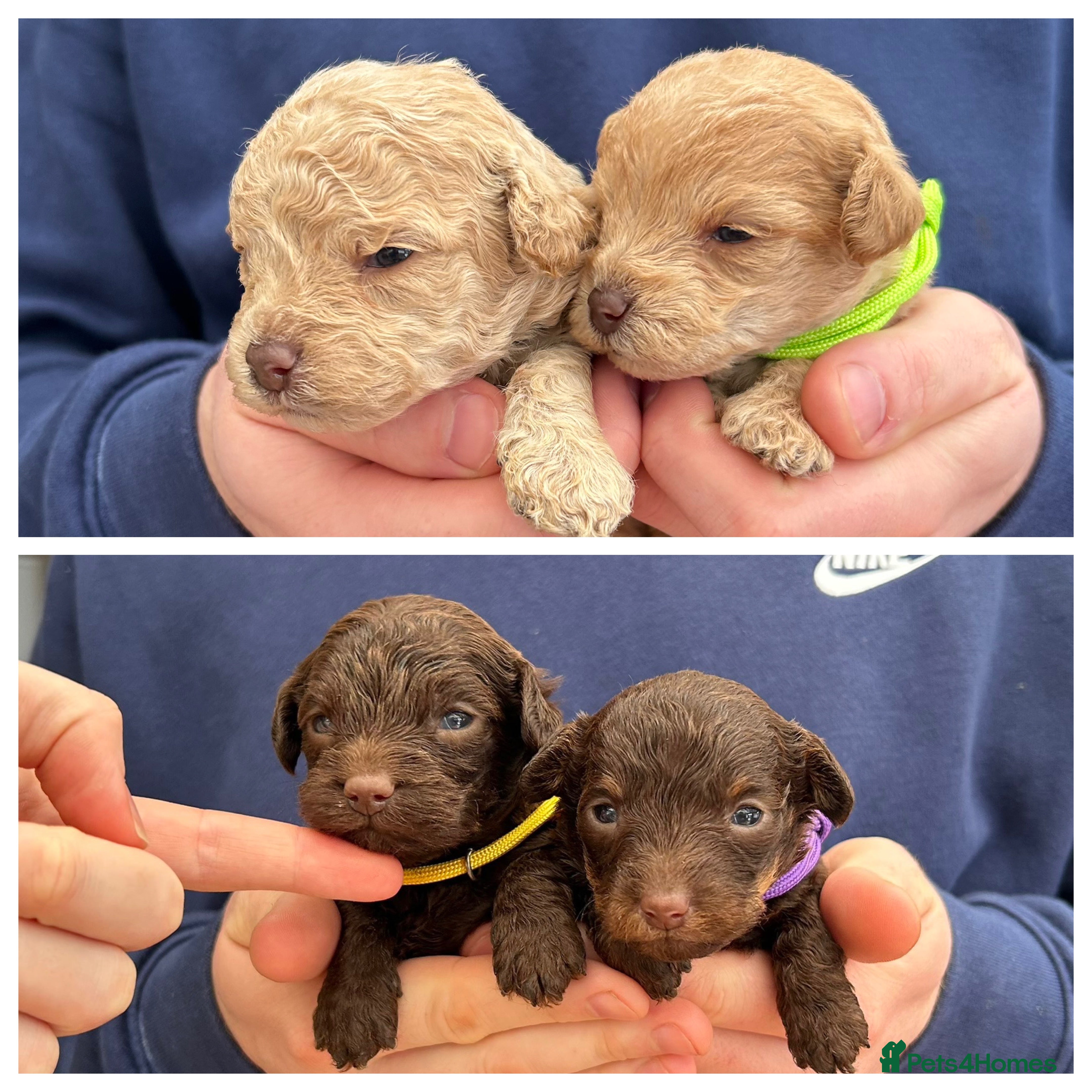 Maltipoo dogs Chocolate & tan Maltipoos (TOY!) - Advert 3