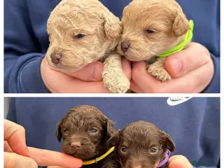 Maltipoo dogs Chocolate & tan Maltipoos (TOY!) - Advert 3