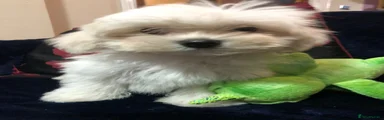 Mixed Breed 3