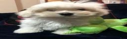 Mixed Breed dogs for sale: shihtzu / bichon x maltese  - Advert 21