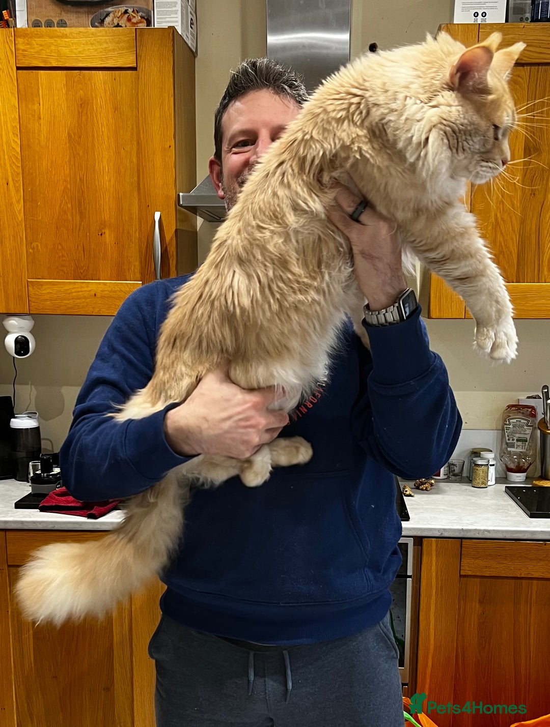 Maine Coon cats for sale: GCCF Pedigree Maine Coon For sale GCCF - Image 6