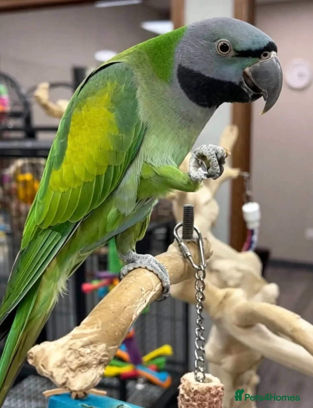 Parrots birds for sale: Baby Derbyan tamed talking parrot  - Advert 1