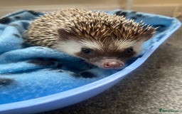 Pygmy Hedgehog rodents for sale: Pygmy Hedgehogs - Babies & Older hogs Available - Image 10