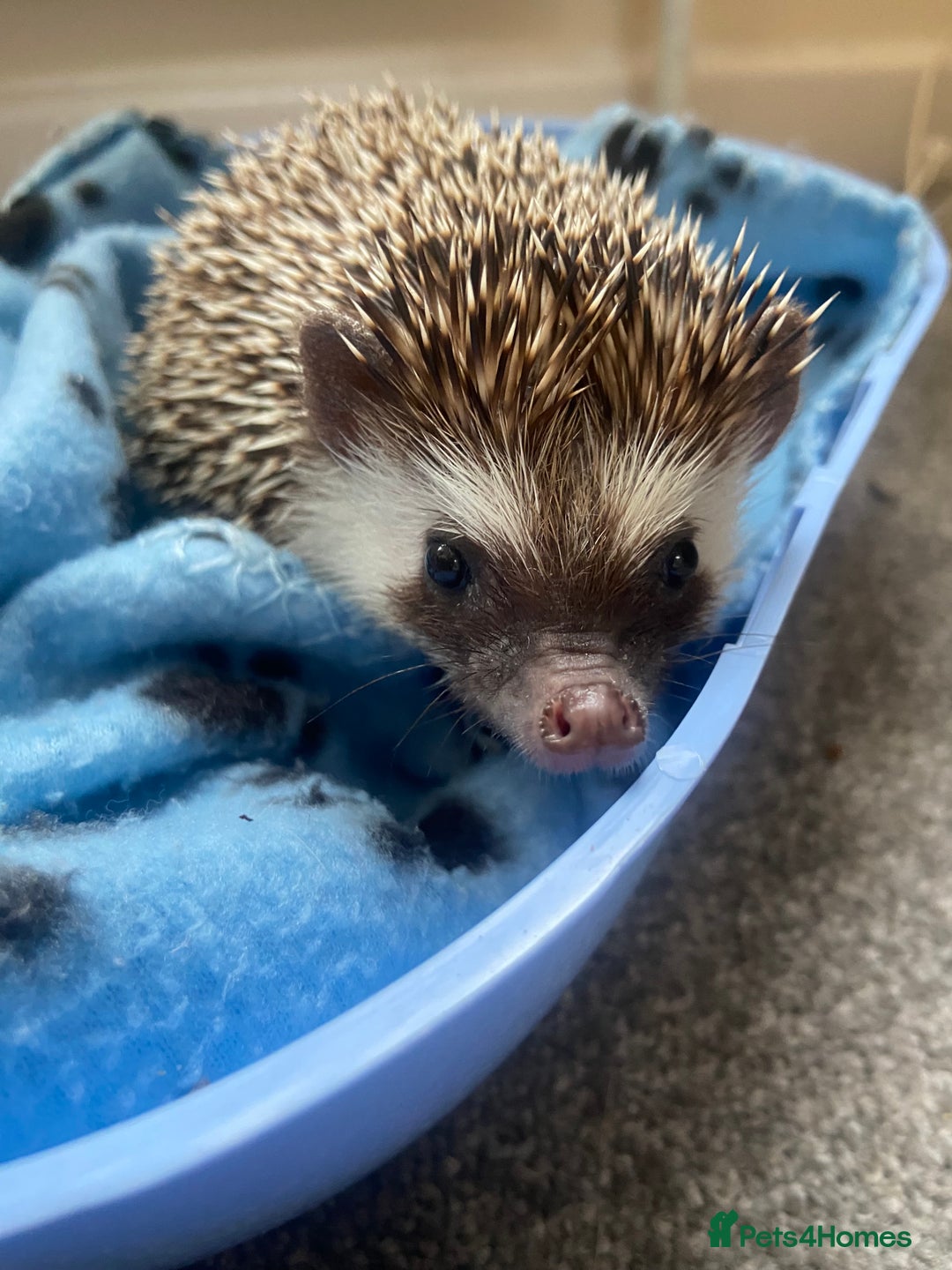 Pygmy Hedgehog rodents for sale: Pygmy Hedgehogs - Babies & Older hogs Available - Image 10