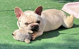 French Bulldog dogs for sale:  French bulldogs  - Advert 17