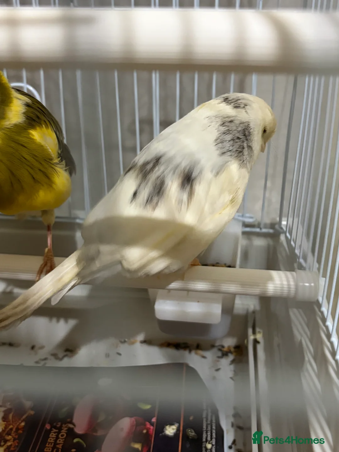 Canaries birds for sale: Mix selection of canaries Norwich/Border  - Advert 15