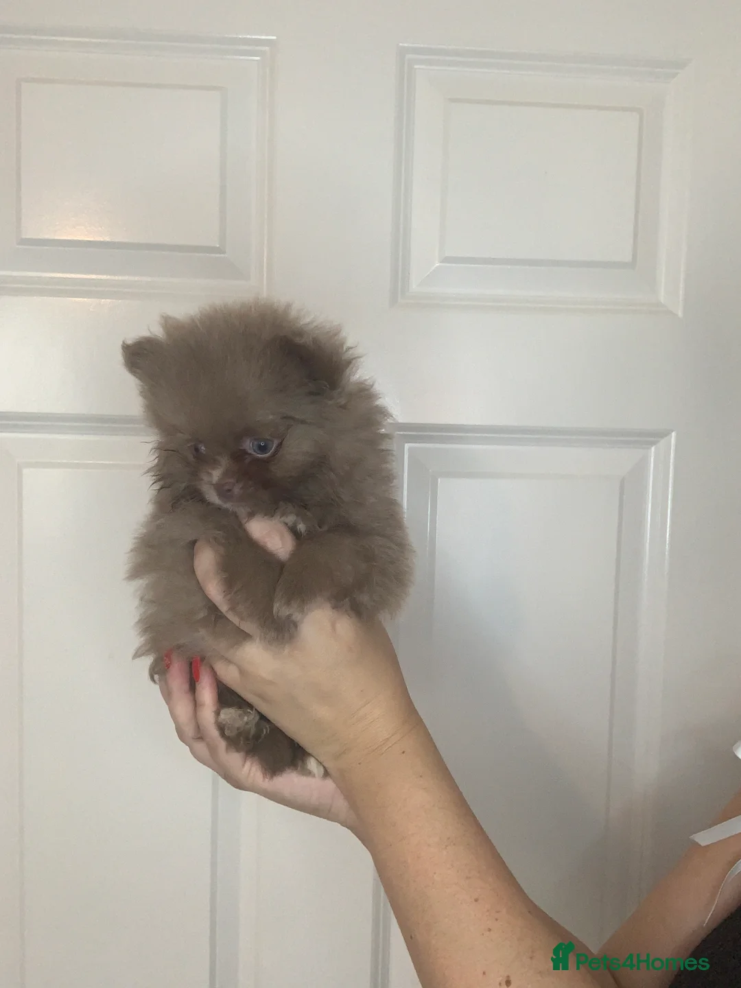 Pomeranian dogs for sale: EXQUISITE POMERANIAN PUPPIES (READY TO LEAVE) - Advert 2