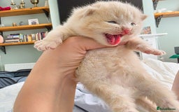 British Shorthair cats for sale: Excellent Quality BSH kittens for Reservation - Image 26