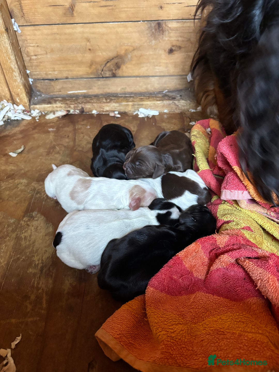 Cocker Spaniel dogs for sale: Cocker spaniel black bitch - Image 1