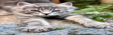 Maine Coon 4