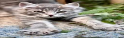 Maine Coon cats for sale: Purebred Maine Coon Kittens.Blue,Black Smoke,Tabby - Advert 31