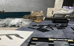 Mixed Breed cats for sale: Nala seeks forever loving home - Image 10