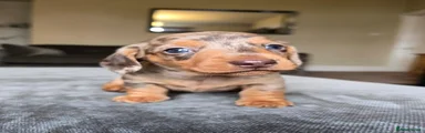 Dachshund 2