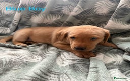 Labrador Retriever dogs for sale: Beautiful Light / fox red Labrador Retriever pups - Advert 13