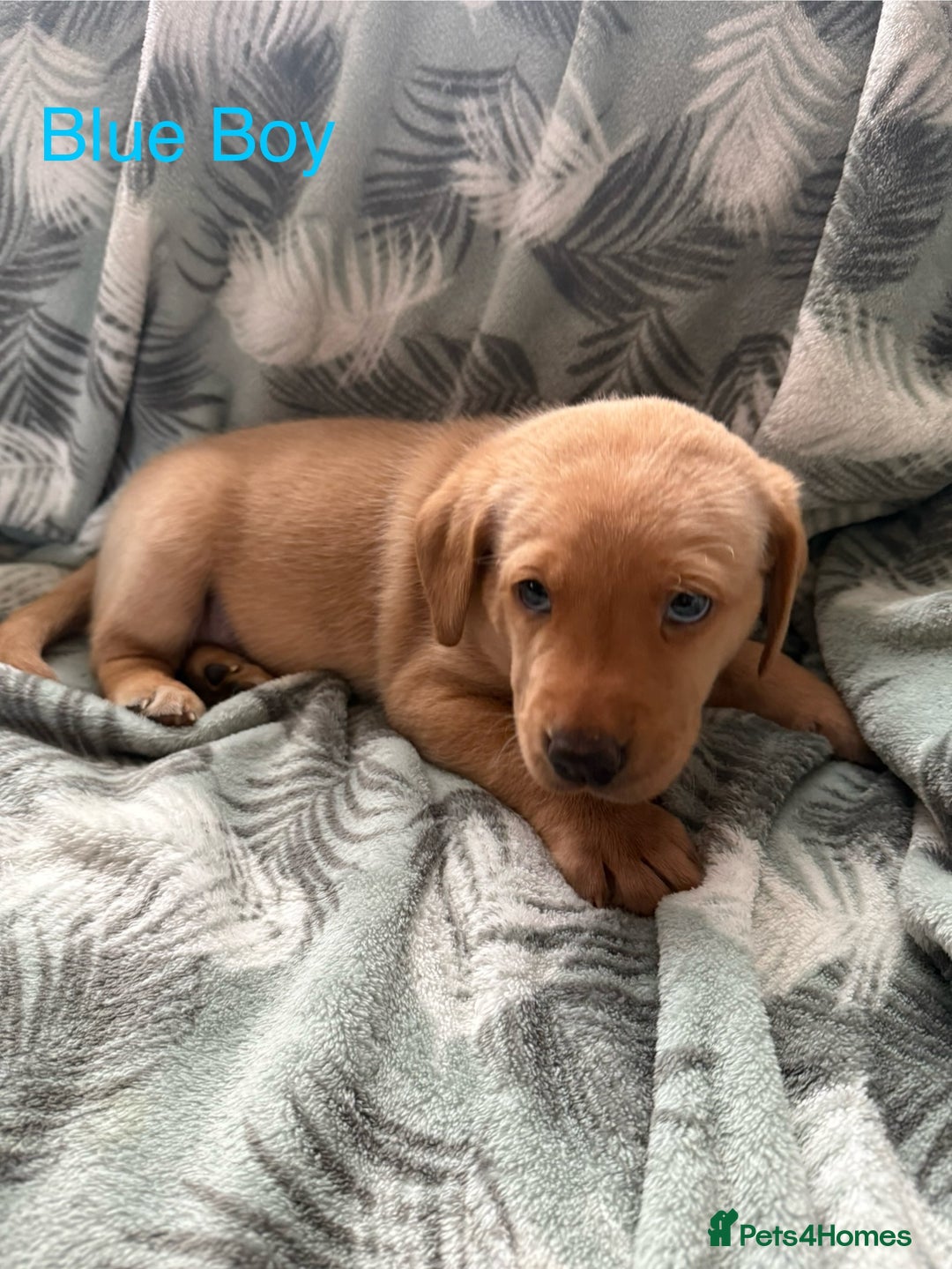 Labrador Retriever dogs for sale: Beautiful Light / fox red Labrador Retriever pups - Advert 13
