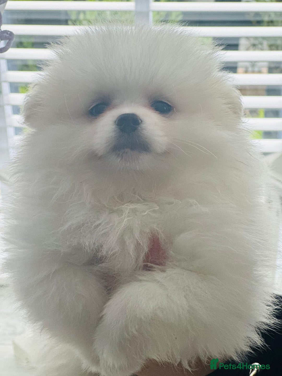 Pomeranian dogs for sale: Quality Pomeranian girls ready NOW ❤ - Image 8