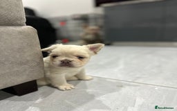 French Bulldog dogs for sale: Beautiful French bulldogs  - Advert 15