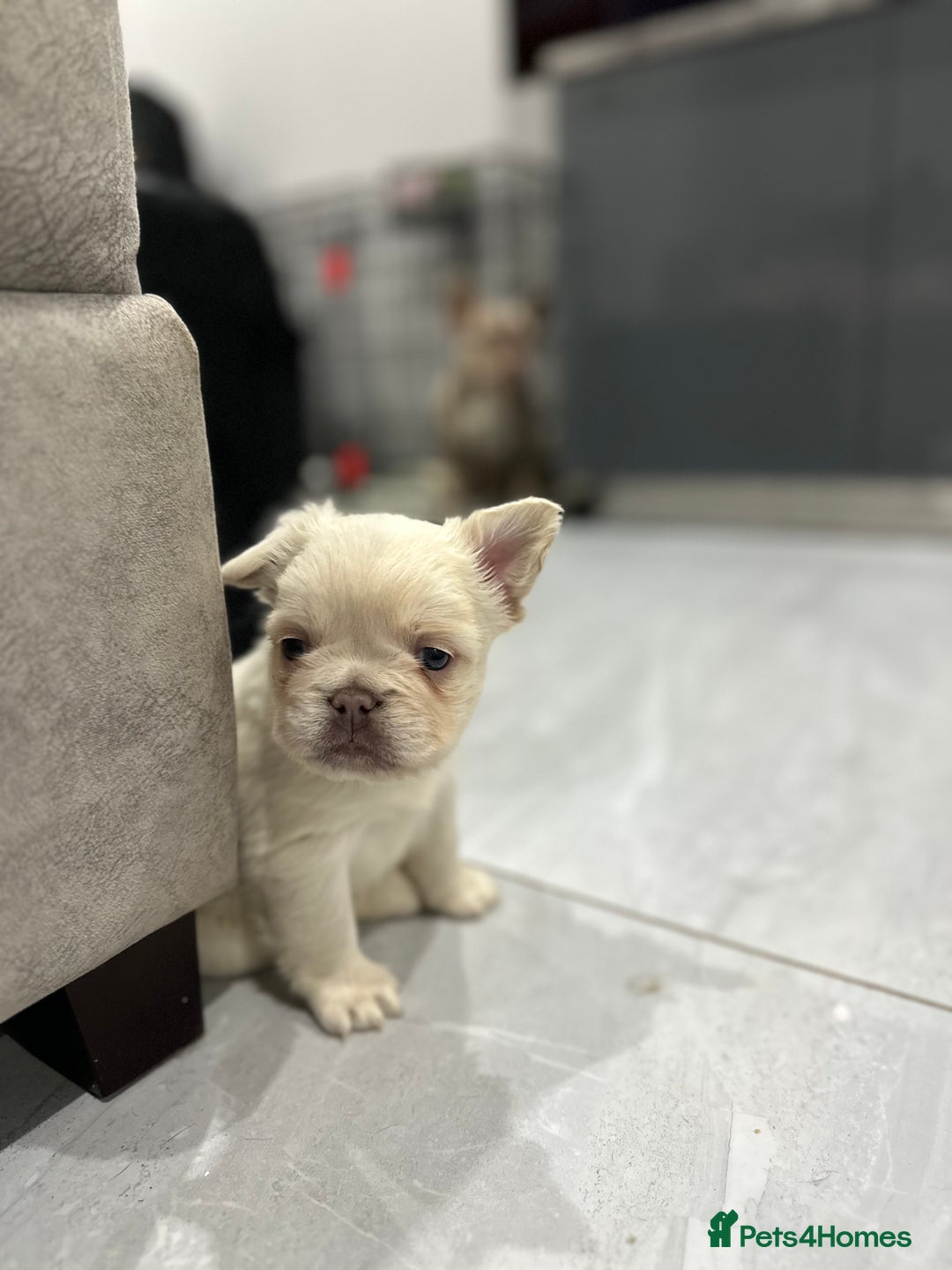 French Bulldog dogs for sale: Beautiful French bulldogs  - Advert 15