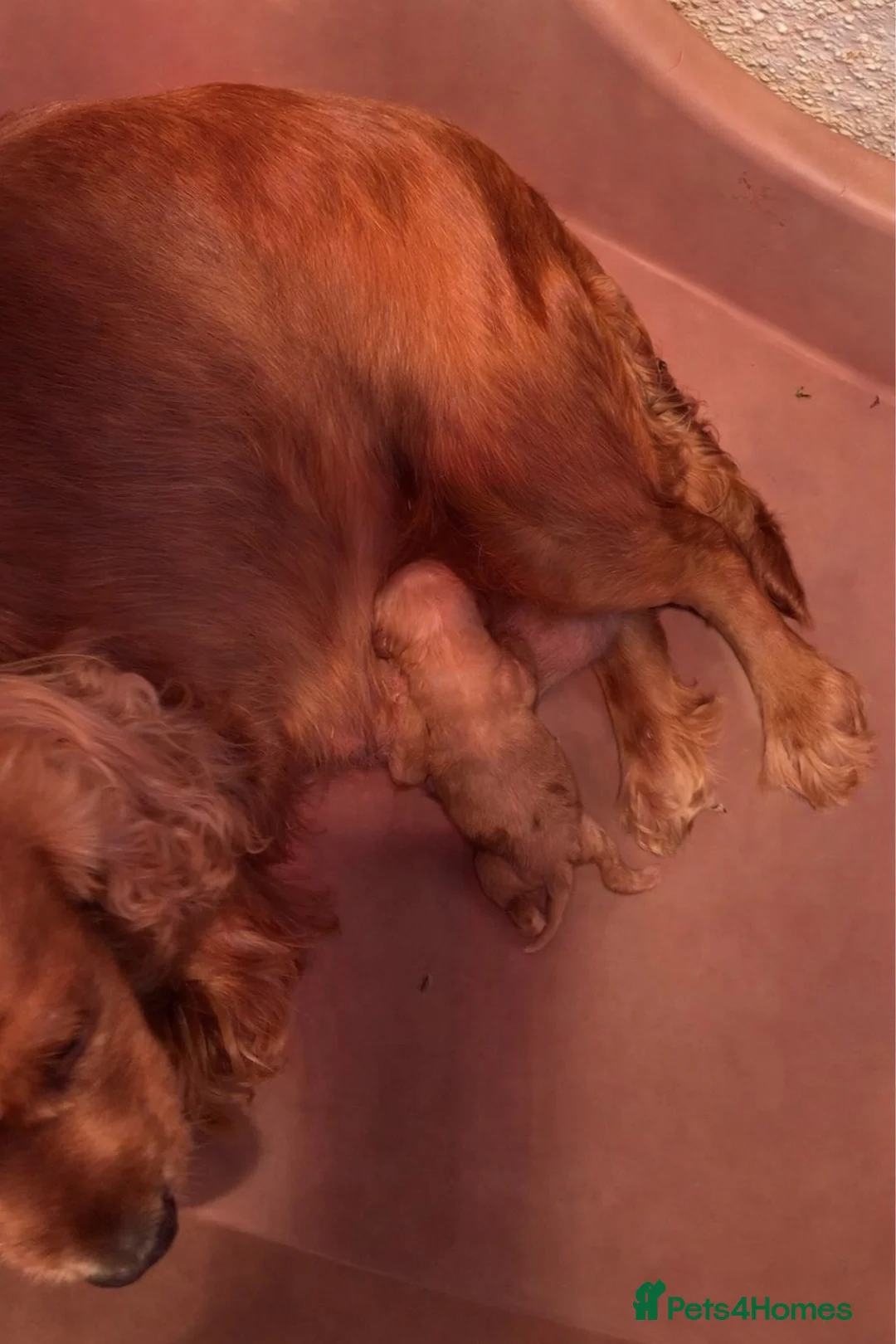 Cockapoo dogs for sale: Beautiful f1 cockapoo - Advert 2