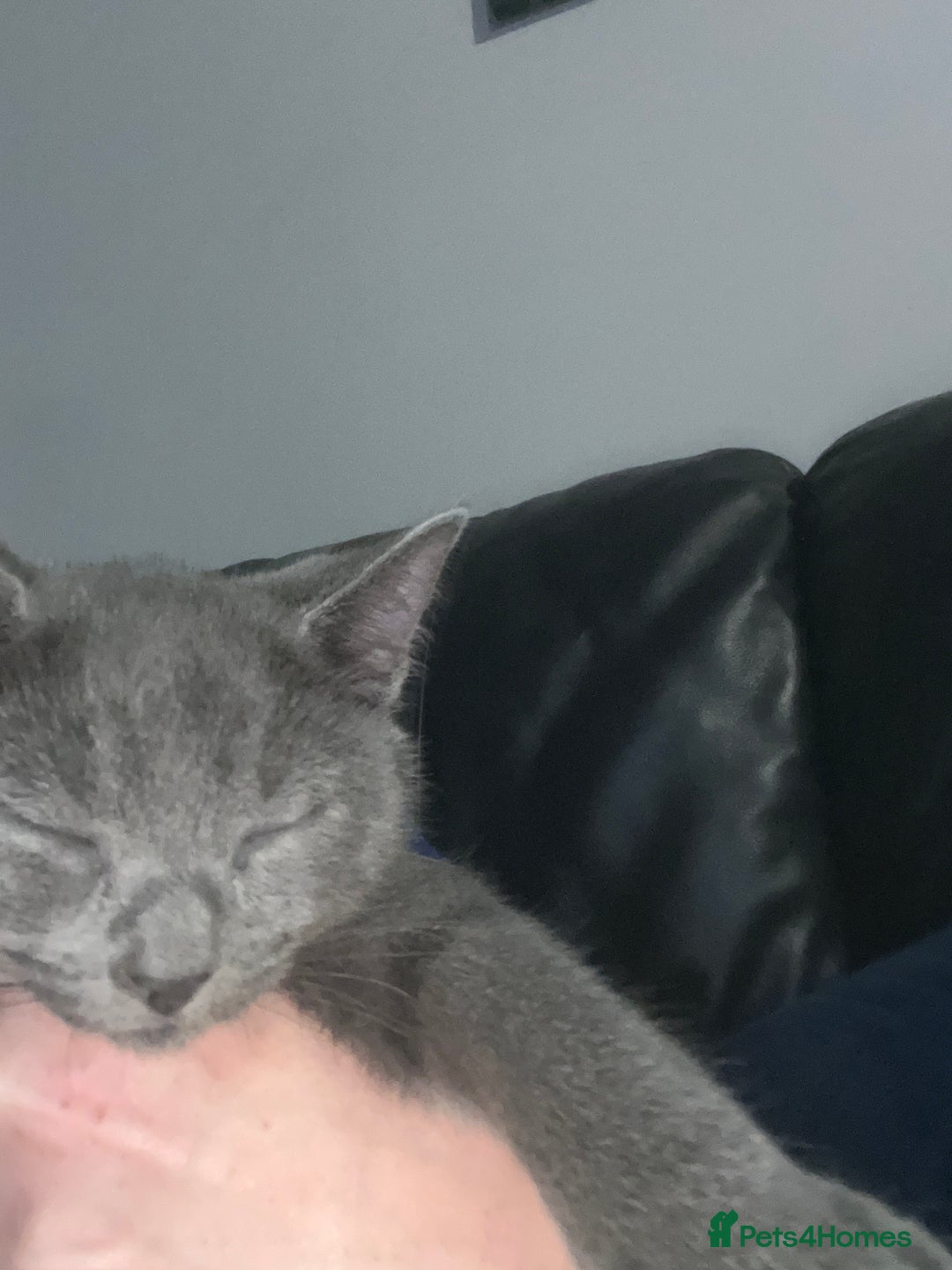 Russian Blue cats for sale: 1 male Russian blue kitten left - Advert 1
