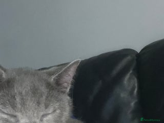 Russian Blue cats 1 male Russian blue kitten left - Advert 2