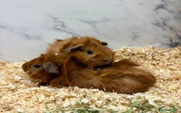 Guinea Pig rodents for sale: Multiple Baby Guinea Pigs for sale - Image 4