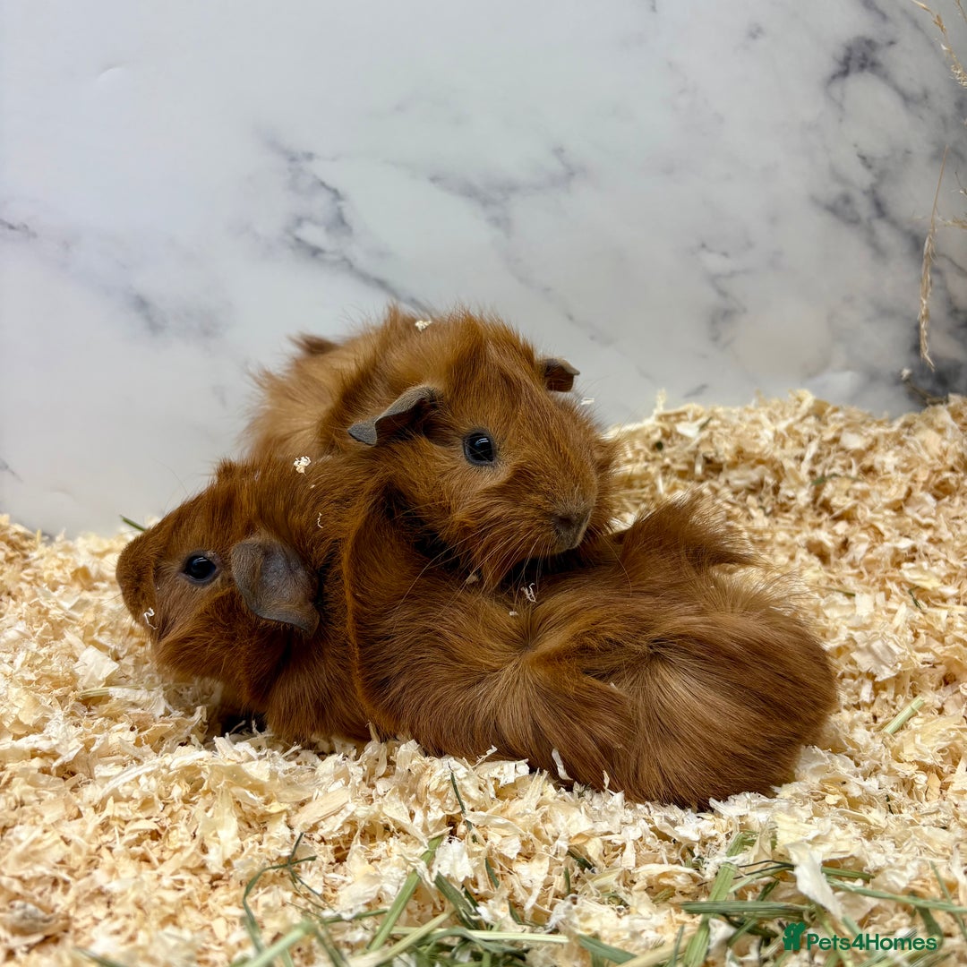 Guinea Pig rodents for sale: Multiple Baby Guinea Pigs for sale - Image 4