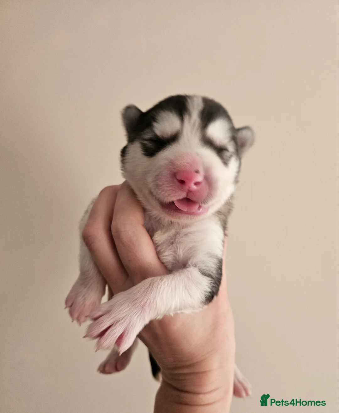 Alaskan Malamute dogs for sale: Full Alaskan Malamute puppies  in Spilsby - Advert 1