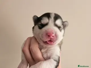 Alaskan Malamute dogs Full Alaskan Malamute puppies - Advert 2