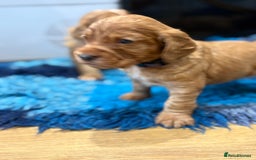 Cocker Spaniel dogs for sale: Working Cocker Spaniel - Image 4