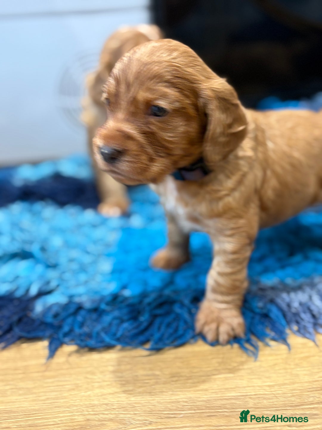Cocker Spaniel dogs for sale: Working Cocker Spaniel - Image 4