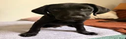 Labrador Retriever dogs for sale: Teddy 🖤 Gorgeous Black Labrador Boy – Ready Now - Advert 5
