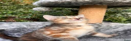 Mixed Breed cats for sale: Beautiful kittens for sale  - Advert 9