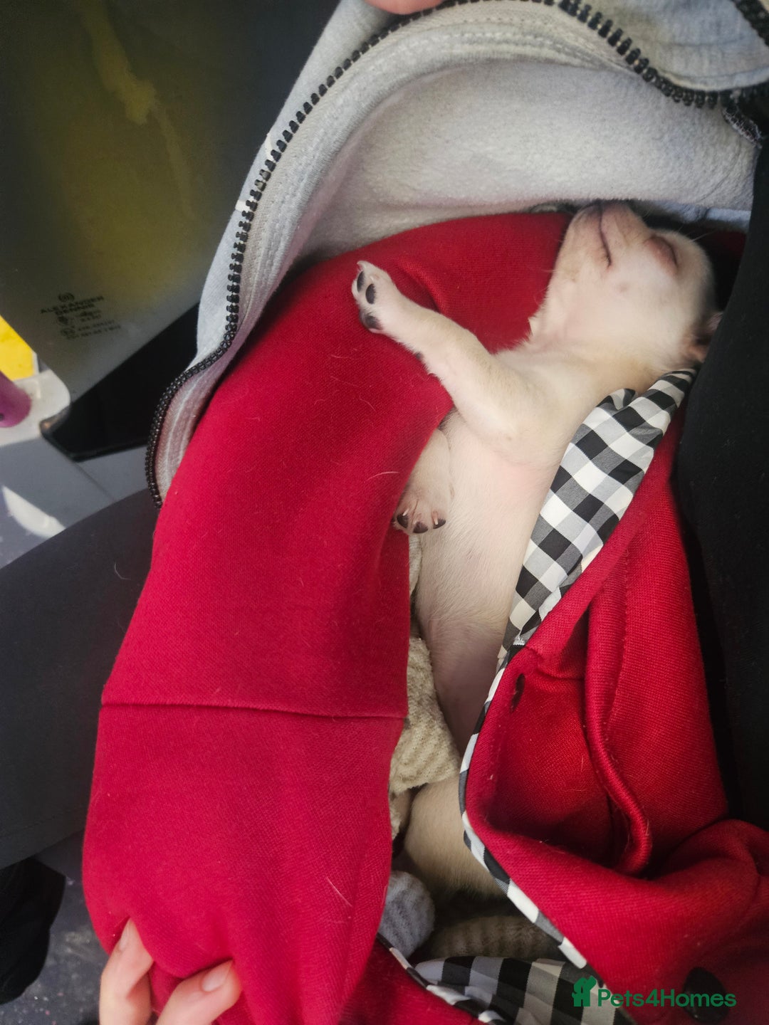 Chihuahua dogs for sale: Teeny Chihuahua Pup   - Advert 10