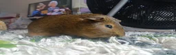 Guinea Pig rodents for sale: Guinea Pig for rehoming  in Hereford - Advert 3