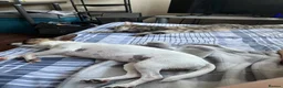 Jack Chi dogs for sale: 2 puppies boys  in Slough - Advert 10