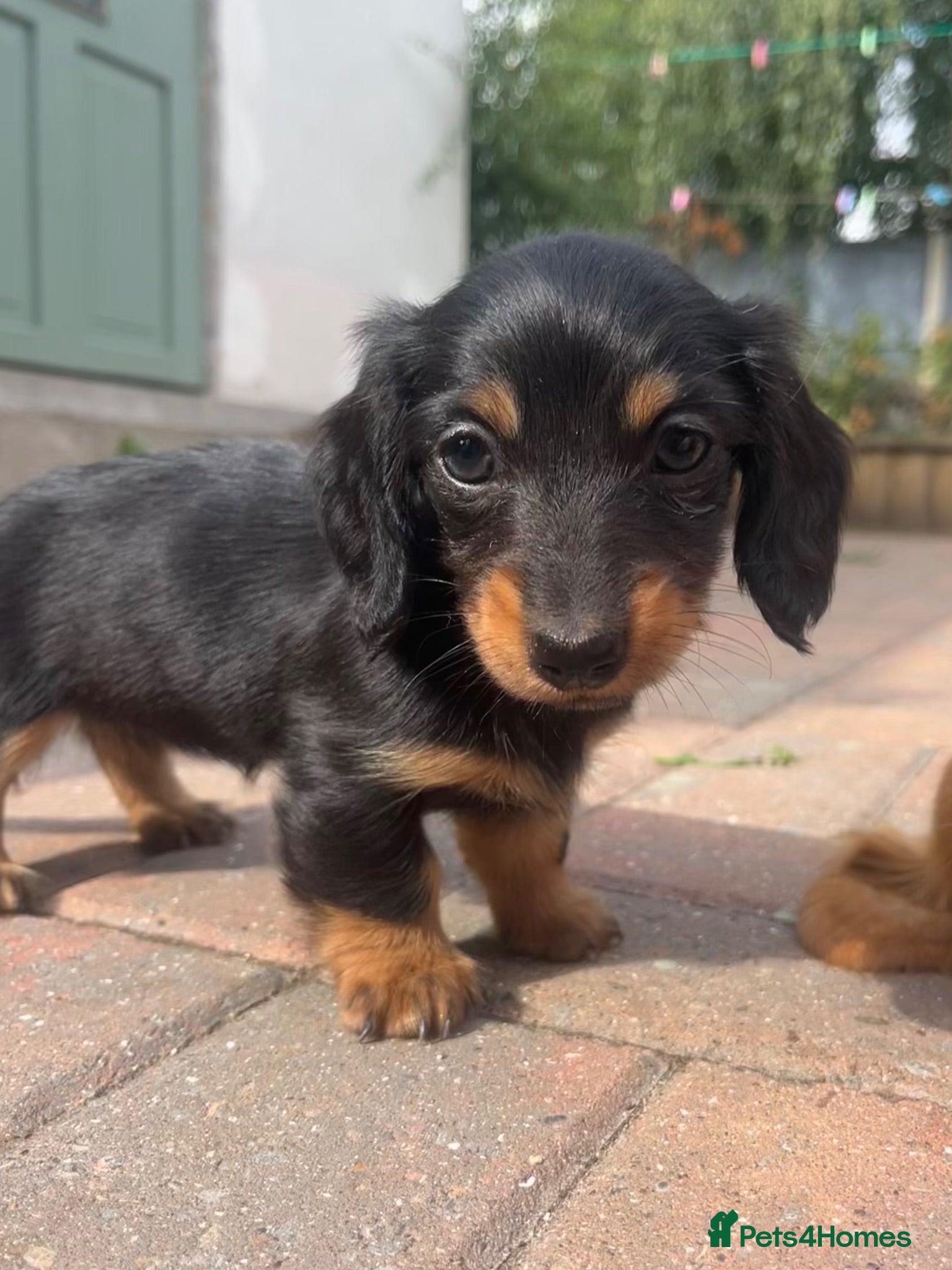 Miniature Dachshund dogs Mini LH dachshunds - Advert 12