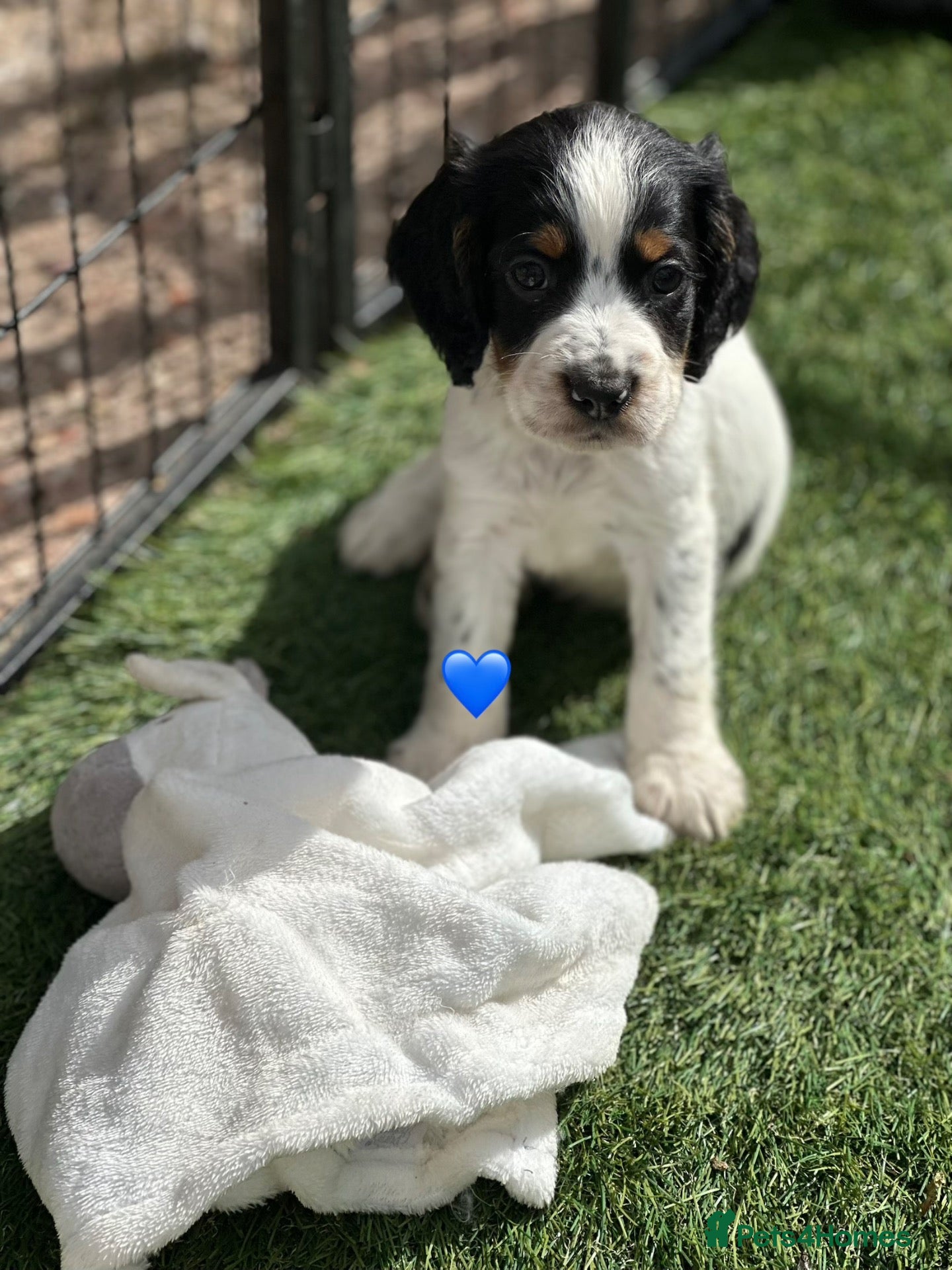 Cocker Spaniel dogs Outstanding Cocker Spaniel Puppies - Advert 5