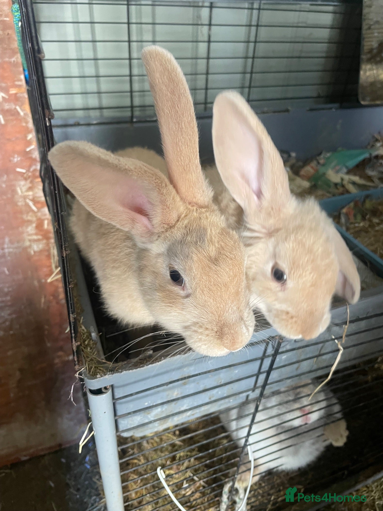 Mini Lop rabbits X3 Mini Lop Bunnies - Advert 10