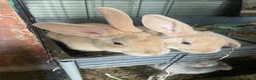 Mini Lop rabbits for sale: X3 Mini Lop Bunnies - Advert 1