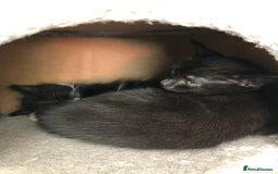 Mixed Breed cats for sale: two beautiful family raised kittens  - Image 5