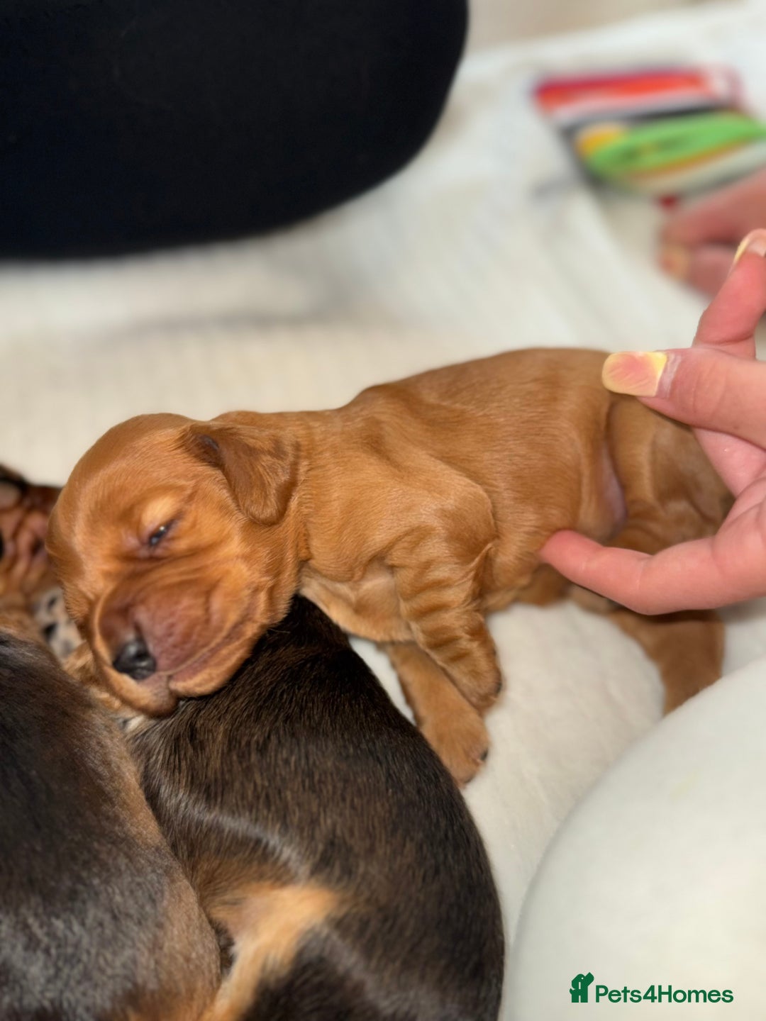 Cocker Spaniel dogs for sale: Show cocker spaniels  - Image 36