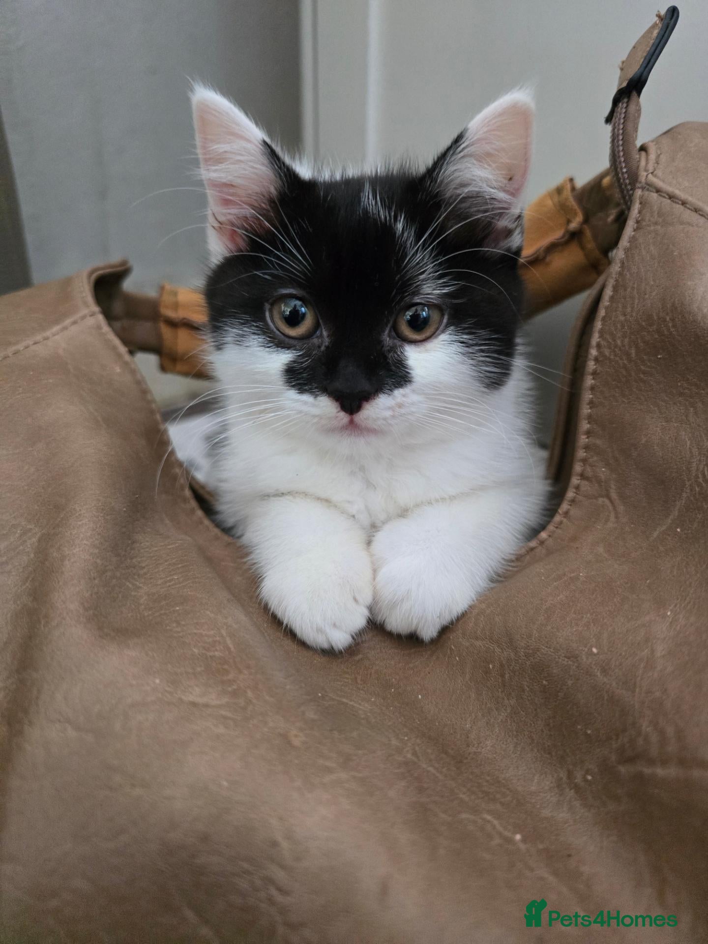 Mixed Breed cats for sale: Very soft, fluffy, sociable kittens - Advert 5