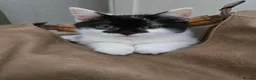 Mixed Breed cats for sale: Very soft, fluffy, sociable kittens - Advert 1