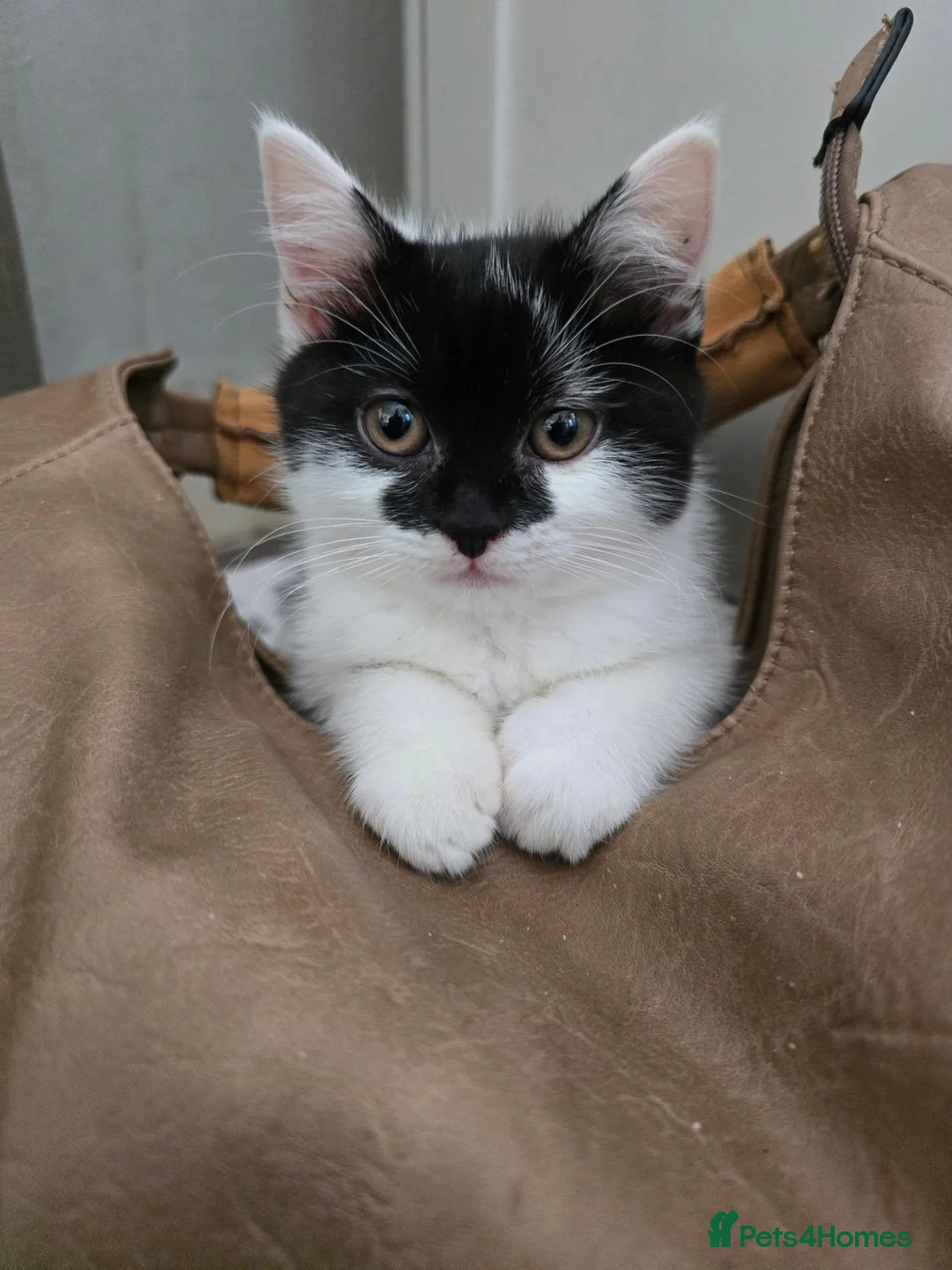 Mixed Breed cats for sale: Very soft, fluffy, sociable kittens - Advert 1